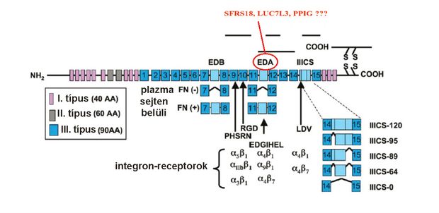 Kísérleteink során célul tűztük ki, hogy megvizsgáljuk: az SFRS18-, a PPIG- és a LUC7L3- fehérjék hatással vannak-e a fibronektin EDA-doménjének érési folyamatára (WHITE AND MURO, 2011 NYOMÁN)