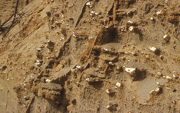 18 millió éves kipreparálódott rákjáratok (Thalassinoides) a béri felhagyott homokbányában