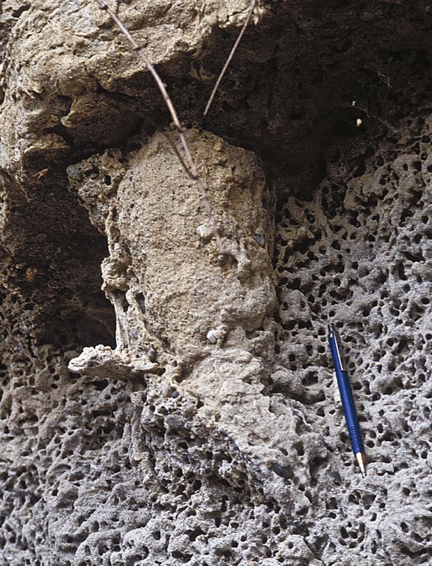 20-22 millió éves, tölcsér alakú lakójáratok (Rosselia) Szandaváraljáról