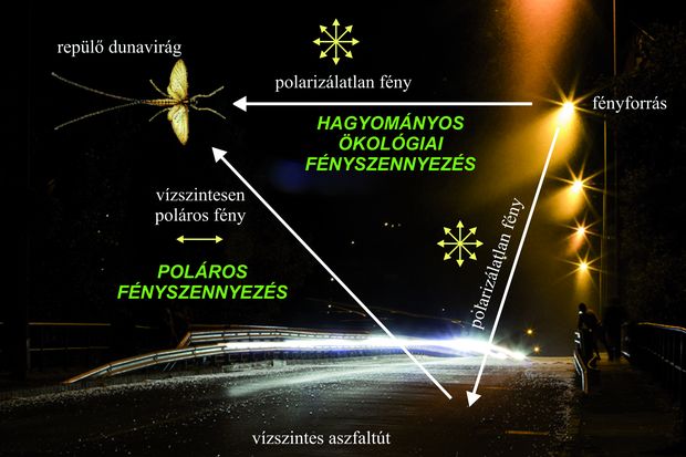  Összetett ökológiai fénycsapda: a hídlámpák a hagyományos ökológiai fényszennyezés által, a hidak aszfaltfelszínei pedig a poláros fényszennyezés által hatnak a nőstény dunavirágokra