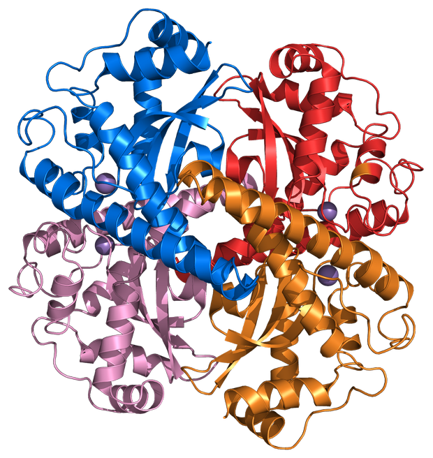  A szuperoxid-dizmutáz szalagmodellje
