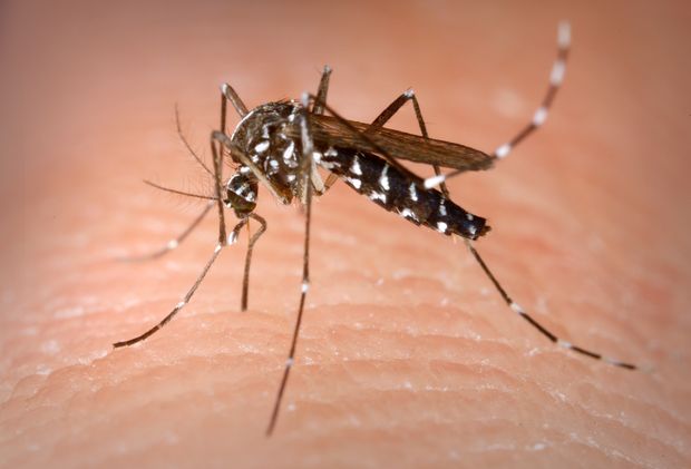 Már Európában is megjelent a vírusokat terjesztő ázsiai tigrisszúnyog (Aedes albopictus)  (FOTO: CENTERS FOR DISEASE CONTROL AND PREVENTION, USA)