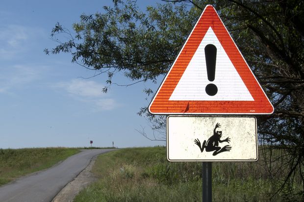 Áthaladó békákra figyelmeztető tábla a Kopácsi-réten, a magyar-szerb-horvát határ környékén (BAJOMI BÁLINT FELVÉTELE)