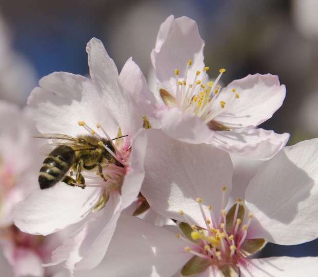 Házi méh mandula virágját porozza be (BAJOMI BÁLINT FELVÉTELE)
