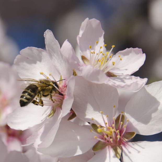 Házi méh mandula virágját porozza be  (BAJOMI BÁLINT FELVÉTELE)