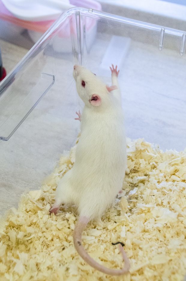 Laboratóriumi patkány a Debreceni Egyetemen
