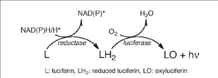 Gombák biolumineszcenciája, ahol NAD+: nikotinamid-adenin-dinukleotid; NADP+: nikotinamid-adenin-dinukleotid-foszfát; L: luciferin; LH2: redukált luciferin; LO: oxiluciferin