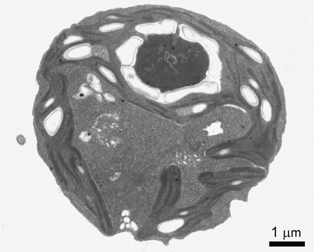Egy rokon faj, a Chlamydomonas reinhardtii zöldalga sejtjének transzmissziós elektronmikroszkópos képe (A SZERZŐ FELVÉTELE)