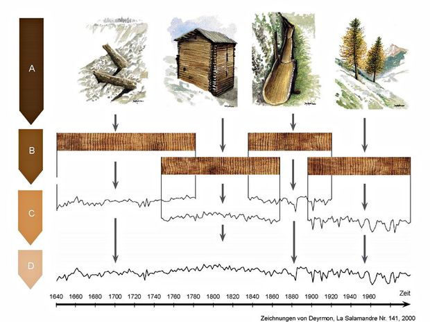Jelenből kiinduló kronológiákat felépítő minták szinkronizálása egyedi évgyűrűsorozatok alapján. Az élő fákból származó minták mellett több száz éves épületek faanyagai, valamint szubfosszilis faminták felhasználásával lehetséges akár több ezer év hosszú kronológia felépítése.