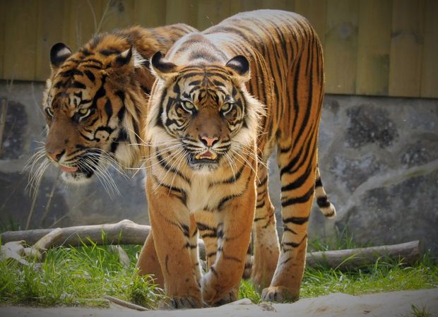 Szumátrai tigris (KONDOR BOGLÁRKA FELVÉTELE)