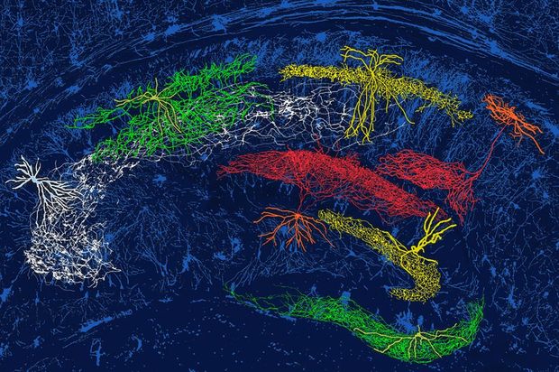 Eltérő típusú gátlósejtek rajzai a hippokampuszban. A vastag nyúlványok a sejtek dendritjei, ahova a jelek érkeznek. A vékony, sűrű felhőt alkotó nyúlványok az axonok, amelyeken keresztül kommunikálnak a sejtek célsejtjeikkel.