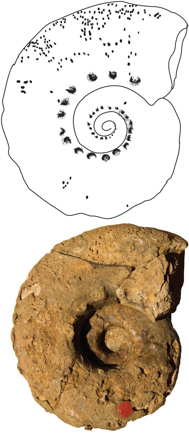 Fúró balánuszok okozta apró lyukak egy tenyérnyi bakonyi jura ammonitesz héján. A hasonló nyomok mindeddig ismeretlenek voltak az egyébként régóta kutatott ammoniteszeken.