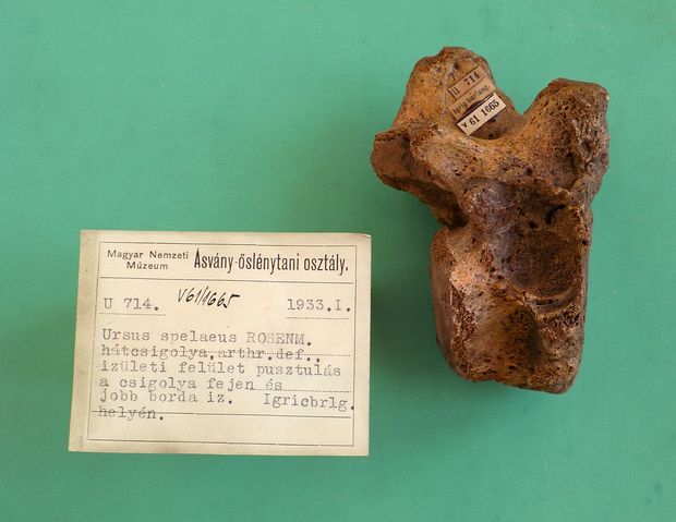 Más fajoknál is kimutathatók különféle betegségek: barlangi medve patologikus elváltozásokat mutató csigolyája a Magyar Természettudományi Múzeum Őslénytani és Földtani Tárának ősgerinces gyűjteményéből