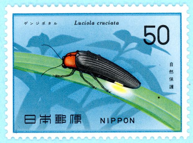 A japán bélyegen ábrázolt Luciola cruciata szentjánosbogár lárvája vízicsigákal táplálkozik
