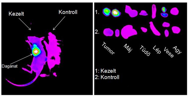 Fluoreszcensen jelölt nanorészecske dúsulása egér daganatban in vivo és ex vivo. A képen azt látjuk, hogy két héttel az oltás után egészséges szervekből – tüdőből, májból – kiürültek a hordozók, és csak a daganatban vannak nagy mennyiségben, illetve a vesében figyelhetünk meg jelet, mivel az folyamatosan üríti a hordozókat.