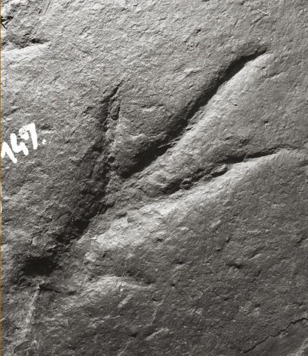 Az egyik legmélyebb lábnyom a Magyar Természettudományi Múzeum kiállításában látható kőfelületen. A 2., 3., és 4. ujjakon kívül itt az 1. ujj (a kép alsó részén) és a lábközépcsontok lenyomata is látható.