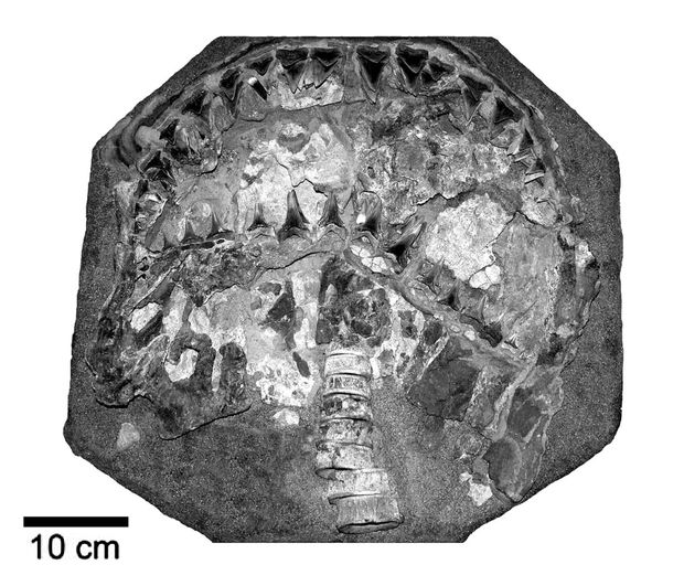 A Carcharodon hubbelli különleges épségben megőrződött maradványai (FORRÁS: EHRET ÉS MUNKATÁRSAI, 2012)