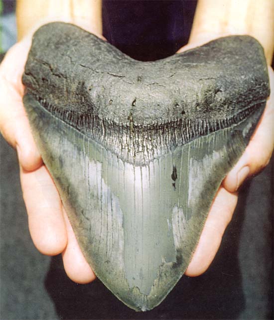A kifejlett Otodus (Megaselachus) megalodon elülső helyzetű fogának nagysága az emberi tenyérhez mérhető. A legnagyobb ismert megalodonfogakat sokan a magángyűjtő, Vito Bertucci nevéhez kötik. (FORRÁS: WWW.THEFOSSILFORUM.COM)