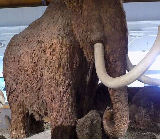A jégkori nagyemlősök közül valószínűleg a gyapjas mamutok kihalása a legtöbbet vitatott téma. Mamutrekonstrukciók a Magyar Természettudományi Múzeum állandó kiállításában