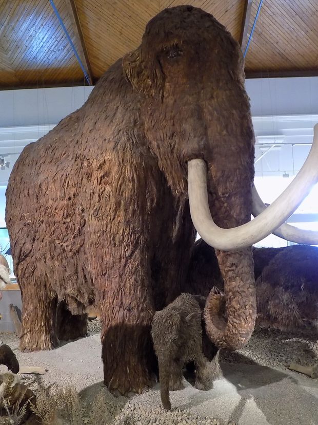  A jégkori nagyemlősök közül valószínűleg a gyapjas mamutok kihalása a legtöbbet vitatott téma. Mamutrekonstrukciók a Magyar Természettudományi Múzeum állandó kiállításában