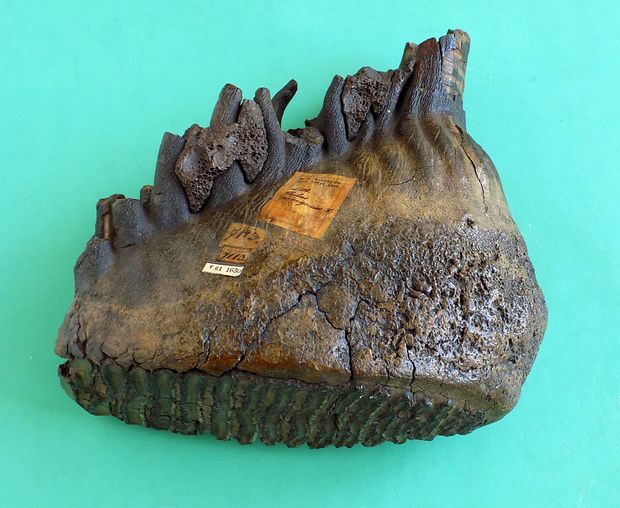 Beteg mamutfog a Magyar Természettudományi Múzeum Őslénytani és Földtani Tárának ősgerinces gyűjteményéből. A fog oldalán látható lyukacsos felület a fogmeder gyulladása következtében alakult ki.