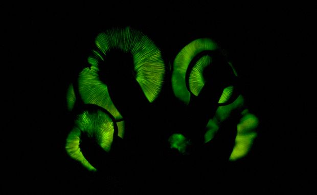 A világító tölcsérgomba közeli rokonának (Omphalotus illudens) lumineszkáló egyedei Észak-Amerikából (KÉP:THE 3 FORAGERS)