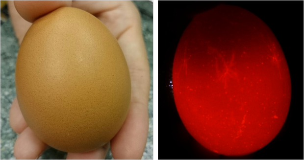    A szabad szemmel épnek tűnő tojások gyakran nem azok, sőt, akár lámpázással épnek tűnő tojásról is kiderülhet az akusztikus vizsgálat során, hogy valójában repedt (Kertész István felvételei)
