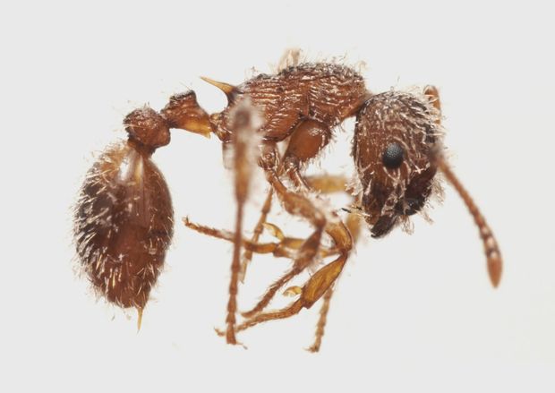 Rickia wasmannii gombával fertőzött Myrmica scabrinodis dolgozó  (PFLIEGLER WALTER FELVÉTELE)