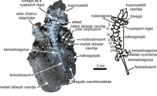 A Nagyharsányi-kristálybarlangból előkerült zöld varangy részleges csontváza és a befoglaló kőzet egyéb csontmaradványokkal (a baloldalon), illetve a varangylelet vázlatos rajza (jobb oldalon)