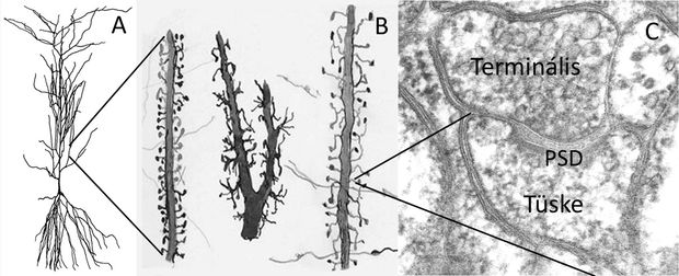  Egy agykérgi piramissejt morfológiája, B. Ramón y Cajal rajza különböző tüskés dendrit-szakaszokról. A serkentő tüske-szinapszis elektronmikroszkópos képén jól felismerhető a vezikulákkal teli axonterminális, a dendrit-tüske és a posztszinaptikus denzitás (PSD). (FORRÁS: CONSEJO SUPERIOR DE INVESTIGACIONES CIENTÍFICAS, INSTITUTO RAMÓN Y CAJAL)
