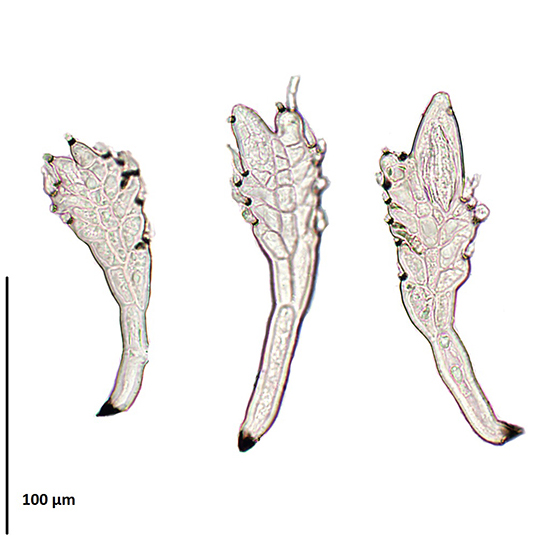 Rickia wasmannii egyedek  (PFLIEGLER WALTER FELVÉTELE)