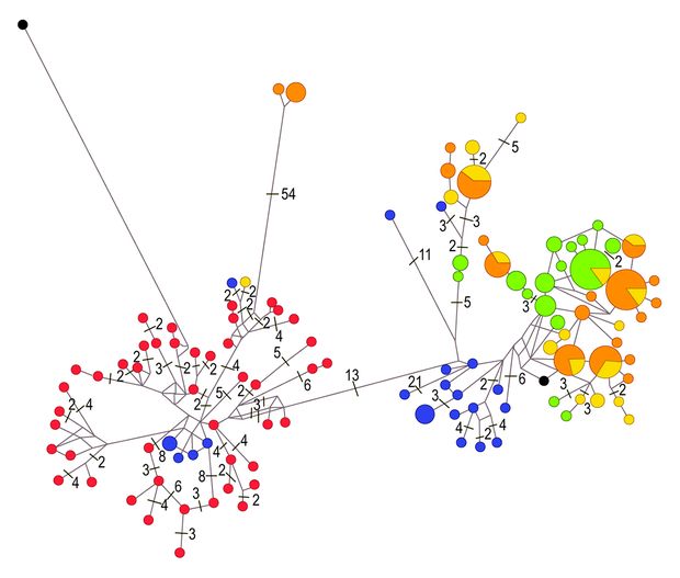 A mezei nyulak filogenetikai vizsgálata során kapott törzsfa, melyen egy-egy kör egy-egy haplotípust, a különböző színek pedig a különböző országok területeiről származó mintákat jelölik (zöld: Magyarország, sárga: Németország, narancs: Olaszország, kék: Görögország, piros: Ausztria, fekete: üregi nyúl külcsoport). A haplotípusok közötti egyeneseken az egyes haplotípusok közötti eltérések száma látható.  (A SZERZŐK SAJÁT ÁBRÁJA)