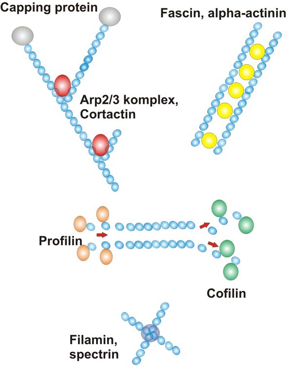  Az aktin-hálózat kialakításáért felelős néhány enzim működését bemutató ábra. A Capping-protein lezárja a fonalak végét, így a növekedés megáll. Az Arp2/3 komplex elágazódásokat képes létrehozni, melyeket a cortactin stabilizál. A Fascin és alpha-actinin a fonalak kötegelését végzik, a polimerizációért a profilin, a darabolásért és depolimerizációért a cofilin felelős, míg keresztkötések létrehozásáért a filamin és spectrin enzimek a felelősek.