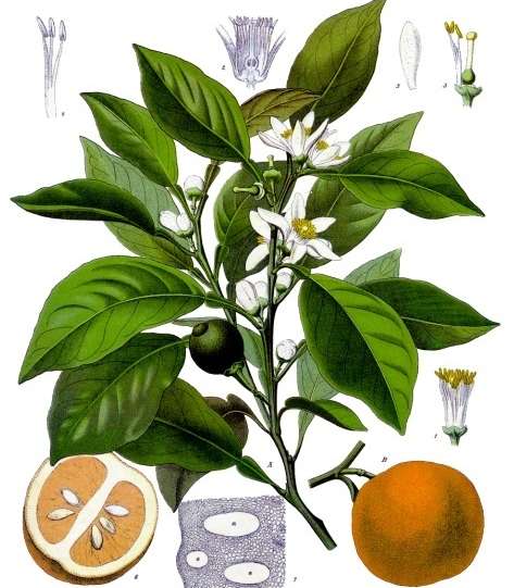 Narancs virága, termése és hajtása (FRANZ EUGEN KÖHLER RAJZA, 1897)