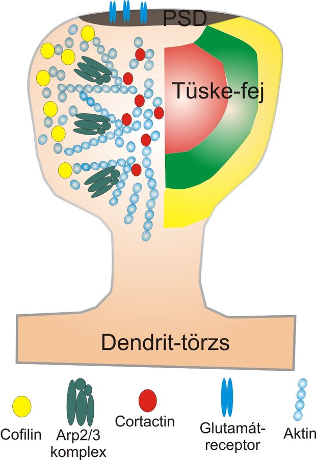 Az egyes aktin-szabályozó enzimek által elfoglalt tüske-területek egyszerűsített bemutatása. A cofilin a membrán alatt helyezkedik el, az Arp2/3 komplex a tüskében hoz létre egy gyűrű alakú területet, míg a cortactin a tüske-fej közepén található.