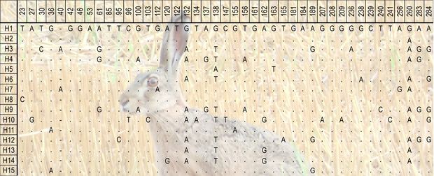 Példa a mezei nyulak filogenetikai vizsgálata során kapott polimorf helyek feltüntetésére. A táblázat 15 egymástól eltérő minta közötti különbségeket tartalmaz, azonos DNS-szakaszon. A pontokkal jelölt helyeken lévő bázisok megegyeznek az első sorban szereplő minta megfelelő helyén lévő bázissal, míg a betűk az ahhoz viszonyított nukleotid-eltéréseket jelölik (A SZERZŐK ÁBRÁJA ALAPJÁN KÉSZÜLT ÉLET ÉS TUDOMÁNY-GRAFIKA)