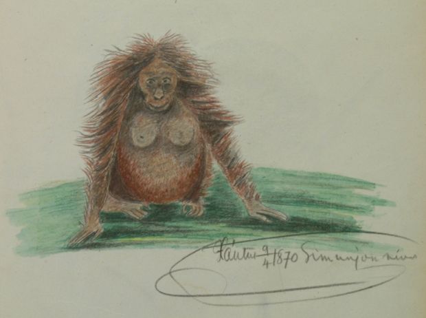  Orangután, Xántus rajza és megjegyzése  (Néprajzi Múzeum)