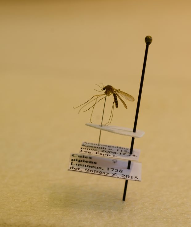 Dalos szúnyog preparátuma a Magyar Természettudományi Múzeumban (BAJOMI BÁLINT FELVÉTELE)