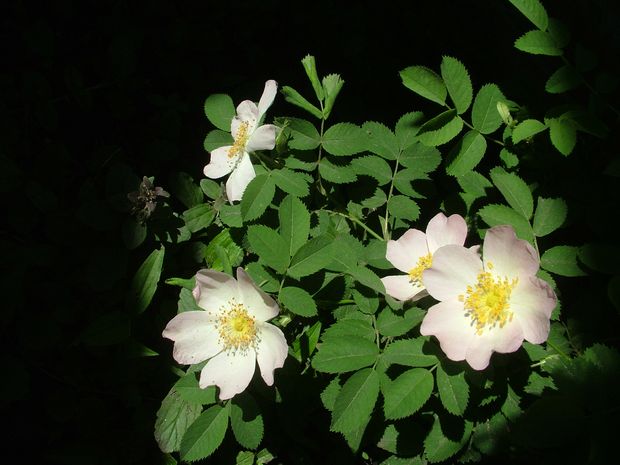 A Braun-rózsa virága…