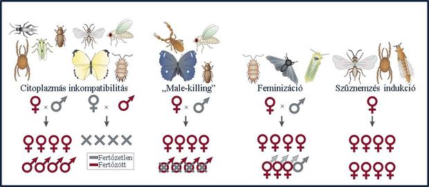 A Wolbachiák reproduktív parazitizmusának formái Werren és munkatársai (2008) nyomán