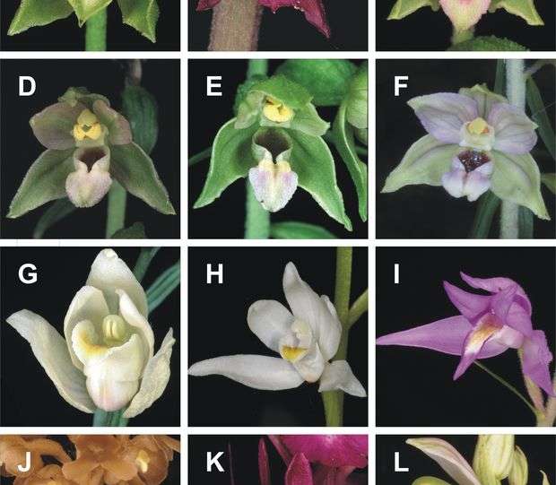 A hazai nyárültetvényekben található orchideák: elbai nőszőfű (A), bugaci nőszőfű (B), Norden-nőszőfű (C),  széleslevelű nőszőfű (D), fehér madársisak (E), kardos madársisak (F), piros madársisak (G), madárfészek (H), pompás sisakoskosbor (I), méhbangó (J)