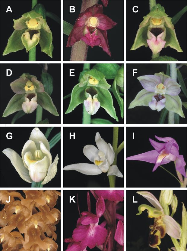 A hazai nyárültetvényekben található orchideák: elbai nőszőfű (A), bugaci nőszőfű (B), Norden-nőszőfű (C),  széleslevelű nőszőfű (D), fehér madársisak (E), kardos madársisak (F), piros madársisak (G), madárfészek (H), pompás sisakoskosbor (I), méhbangó (J)