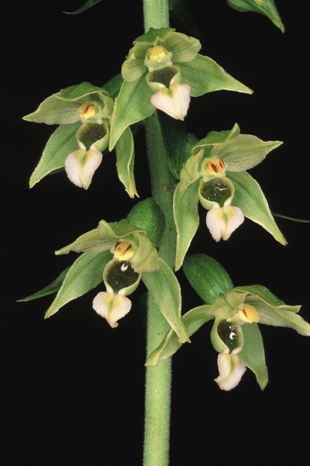 Tallós-nőszőfű virágzata (MOLNÁR V. ATTILA FELVÉTELEI)